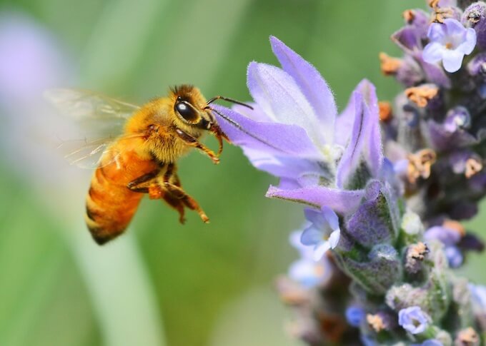 日本にいるミツバチは2種類 ミツバチの危険性と寄せ付けない方法 蜂バトル