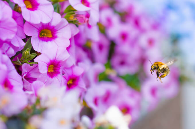 花の匂いに誘われたミツバチ