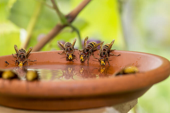 水を飲むスズメバチ