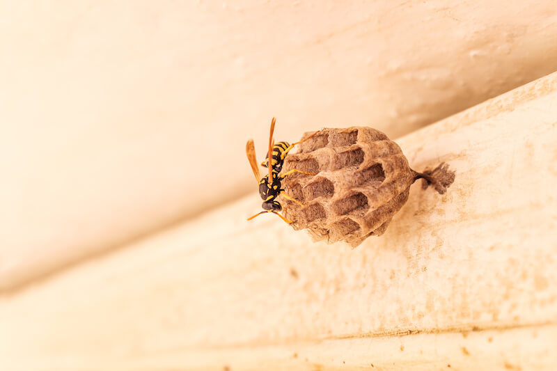 小さい蜂の巣をカンペキに駆除する方法 巣の大きさを写真でチェック 蜂バトル