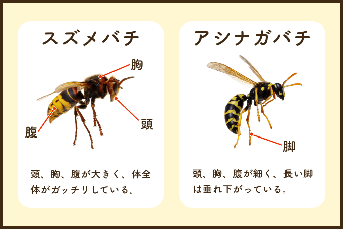 スズメバチとアシナガバチの違い