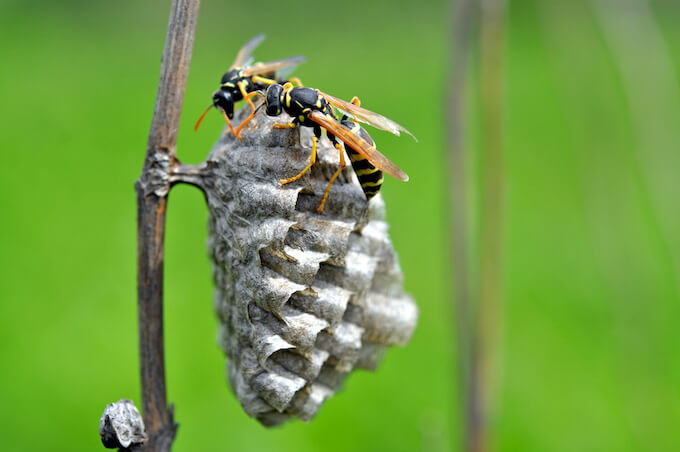 巣にとまっているアシナガバチ