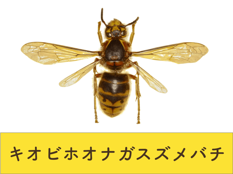 キオビホナガスズメバチ