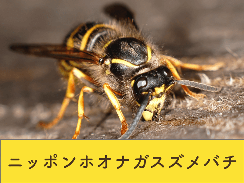 ニッポンホオナガスズメバチ