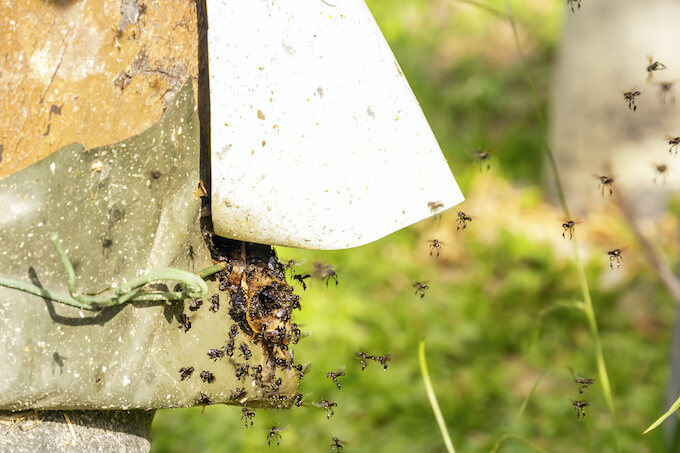 クマバチは危険 巣が作られたらどうすれば クマバチはこう対処しよう 蜂バトル