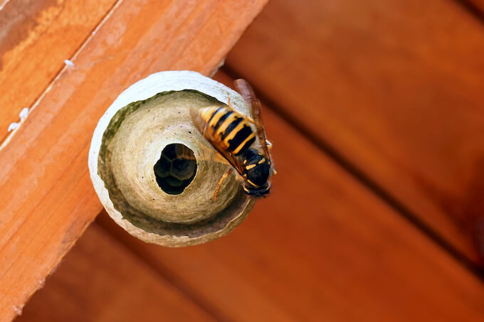 巣にとまっているスズメバチ