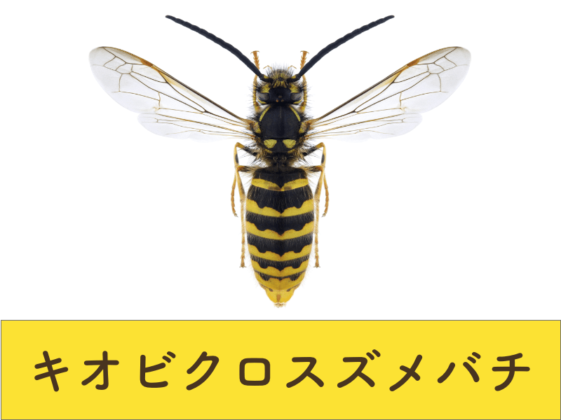キオビクロスズメバチ