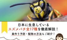 【スズメバチ図鑑】スズメバチ全17種類を網羅！対処法・駆除法も解説