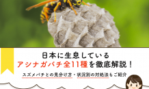 【アシナガバチ図鑑】11種類の生態を徹底解説！シーン別対処法も紹介