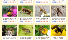 身近なハチの種類と特徴｜危険なハチを一瞬で見分ける方法