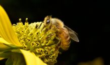日本にいるミツバチは2種類！ミツバチの危険性と寄せ付けない方法