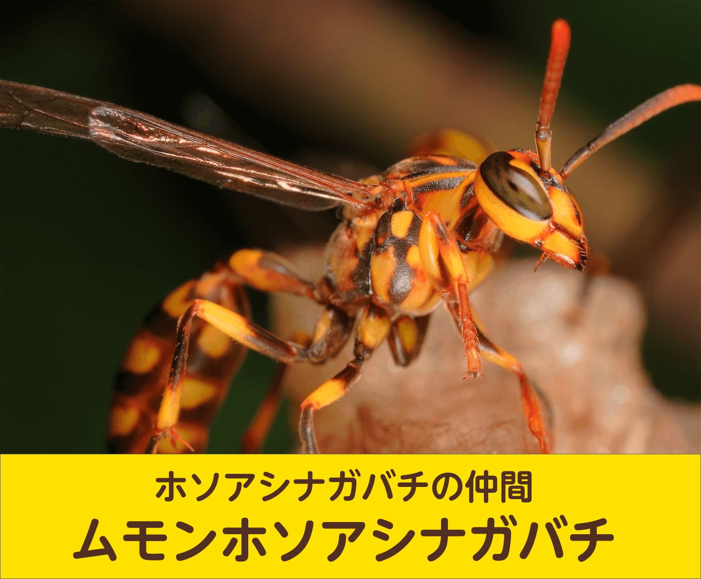 ムモンホソアシナガバチ