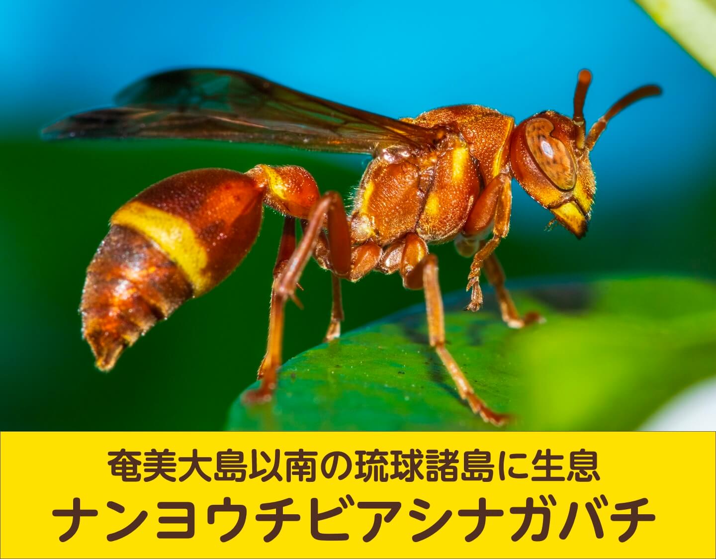 ナンヨウチビアシナガバチ