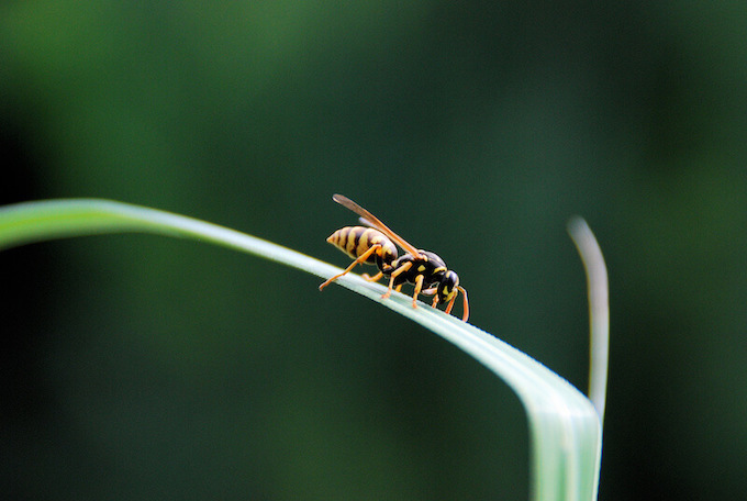 1匹の蜂