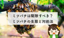 ミツバチの巣は駆除すべき？専門家に聞くミツバチの生態と対処法3つ