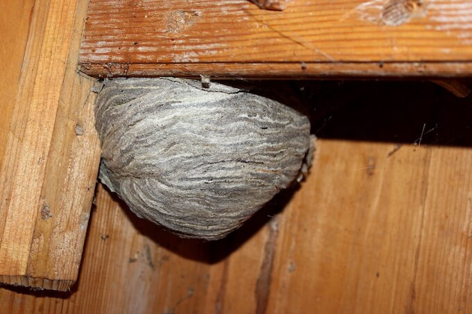 天井裏のスズメバチの巣