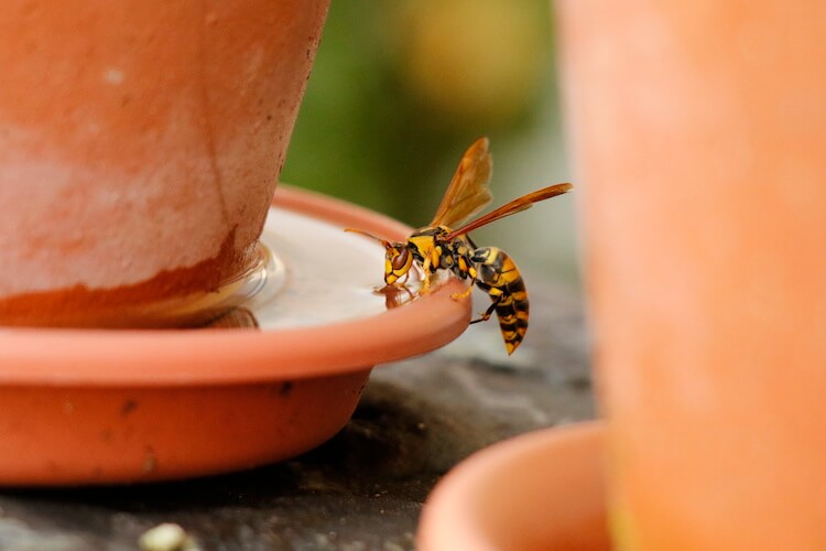 ベランダに置かれた鉢植えで水を飲む蜂