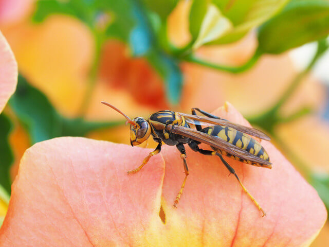 危険なハチを一瞬で見分ける ハチの種類と特徴とは 蜂バトル