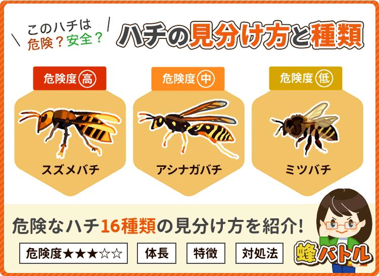 蜂を見分け方と種類