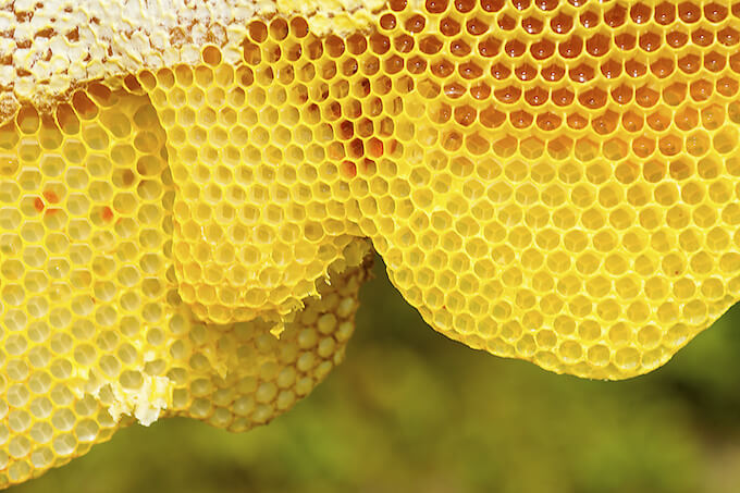 ミツバチの巣の見た目