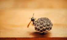 小さい蜂の巣をカンペキに駆除する方法【巣の大きさを写真でチェック】