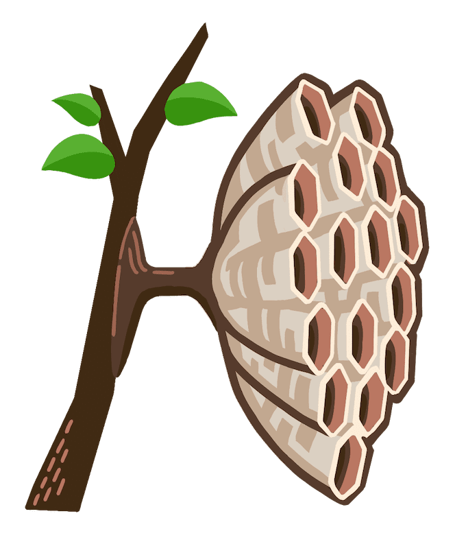 フタモンアシナガバチの巣のイメージ