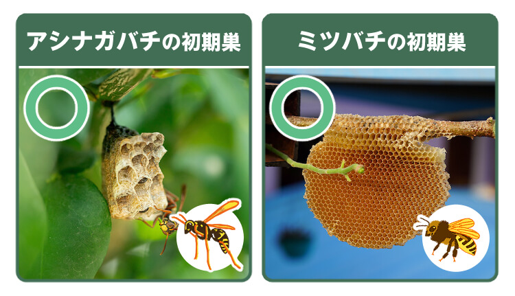 アシナガバチとミツバチの初期巣