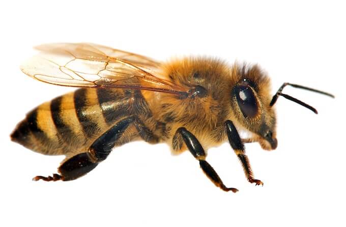 ミツバチの見た目