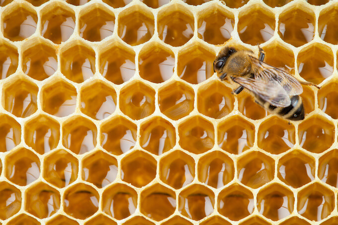 ハニカム構造をしたミツバチの巣