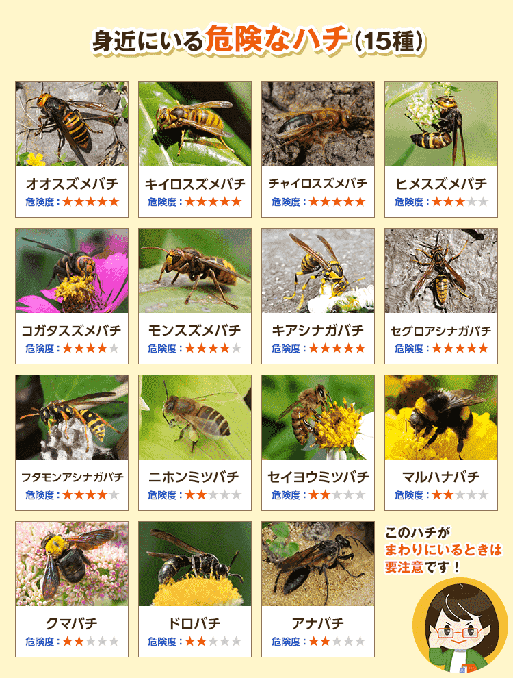 身近なハチの種類と特徴 危険なハチを一瞬で見分ける方法 蜂バトル