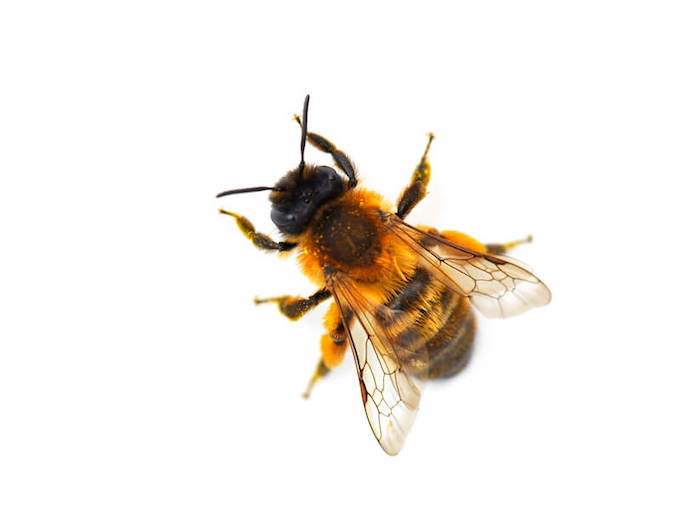 ミツバチの見た目