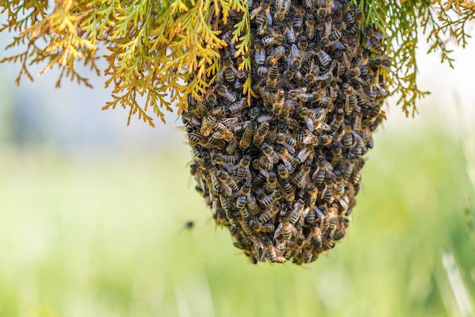 分蜂中のミツバチ