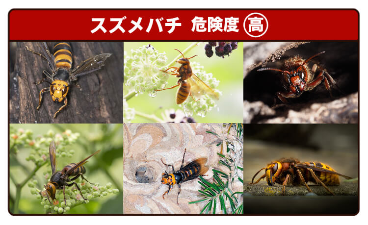6種類のスズメバチ