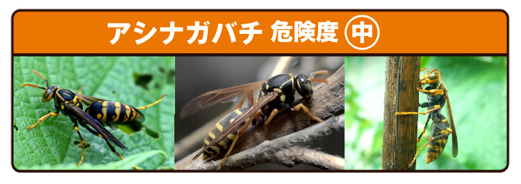 アシナガバチ3種類
