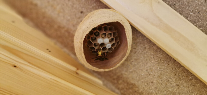 スズメバチの初期の巣