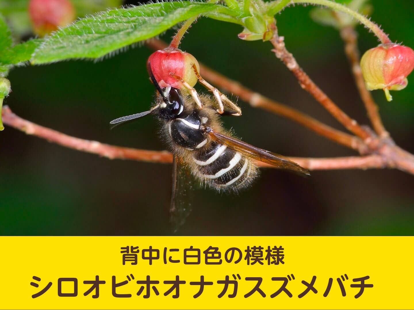 シロオビホオナガスズメバチ