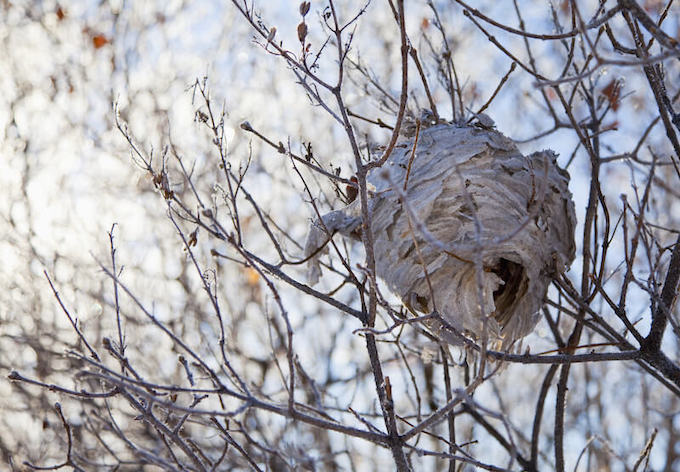 冬の蜂の巣